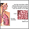 Respiratory cilia Respiratory cilia