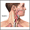 Epiglottis Epiglottis