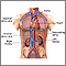 Kidney function Kidney function