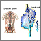 Lymphatic system Lymphatic system