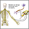 Diabetes and nerve damage Diabetes and nerve damage