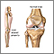 Normal knee alignment Normal knee alignment