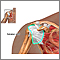 Rotator cuff repair - series - Normal rotator cuff Rotator cuff repair - series - Normal rotator cuff
