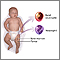 Neutrophil Neutrophil