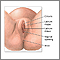 Episiotomy - series