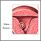 Early pregnancy Early pregnancy