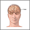 Normal brain anatomy Normal brain anatomy