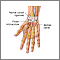 Wrist anatomy Wrist anatomy