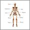 Anterior skeletal anatomy Anterior skeletal anatomy