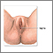 Female perineal anatomy Female perineal anatomy