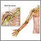 Brachial plexus Brachial plexus