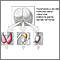 Hypothalamus hormone production