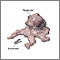 Phagocytosis Phagocytosis