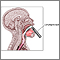 Laryngoscope Laryngoscope