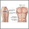 Lateral orientation Lateral orientation