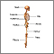 The skeleton (lateral view) The skeleton (lateral view)