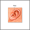 Pinna of the newborn ear Pinna of the newborn ear