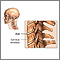 Cervical vertebrae Cervical vertebrae