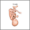 Fetus at 16 weeks