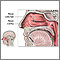 Nasal anatomy Nasal anatomy