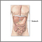 Normal abdominal anatomy