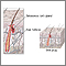 Hair follicle anatomy Hair follicle anatomy