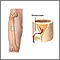 Blood supply to bone Blood supply to bone
