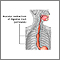 Peristalsis Peristalsis