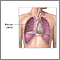 Pleural cavity Pleural cavity