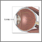 Cornea Cornea