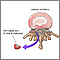 Herniated disk repair Herniated disk repair