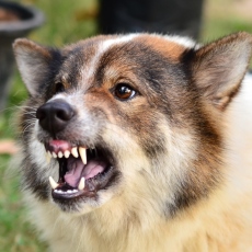 Animal Bites