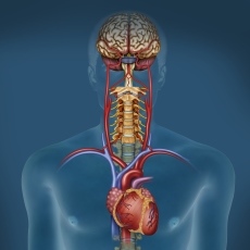 Autonomic Nervous System Disorders