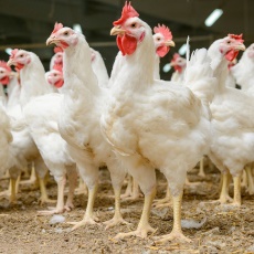 Bird Flu