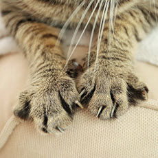 Cat Scratch Disease
