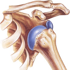 Dislocated Shoulder