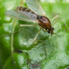 Leishmaniasis