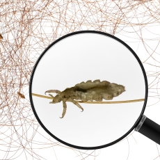 Body Lice