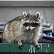 Rabies