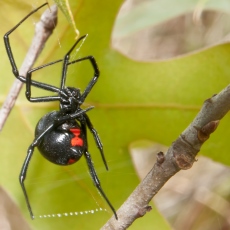 Spider Bites