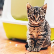 Toxoplasmosis