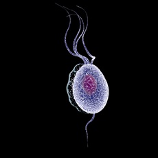 Trichomoniasis