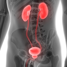 Urine and Urination
