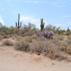 Valley Fever