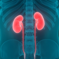 Wilms Tumor