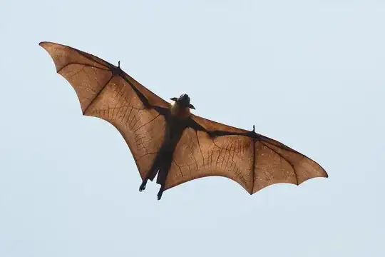 Indian Fruit Bat