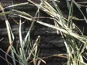 Bermuda Grass