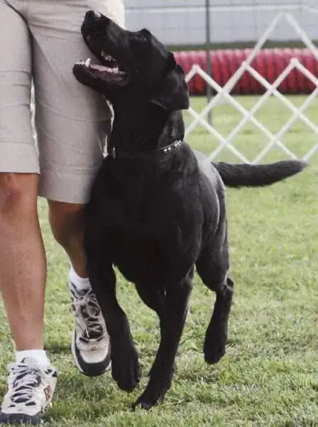 Dog heeling