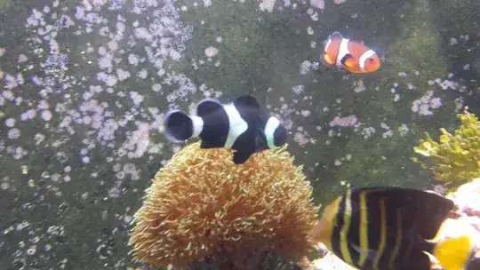 Both clownfish