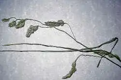 Orchard Grass
